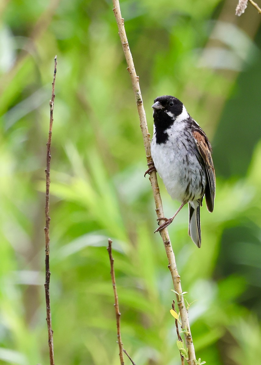 Reed Bunting - ML638545055
