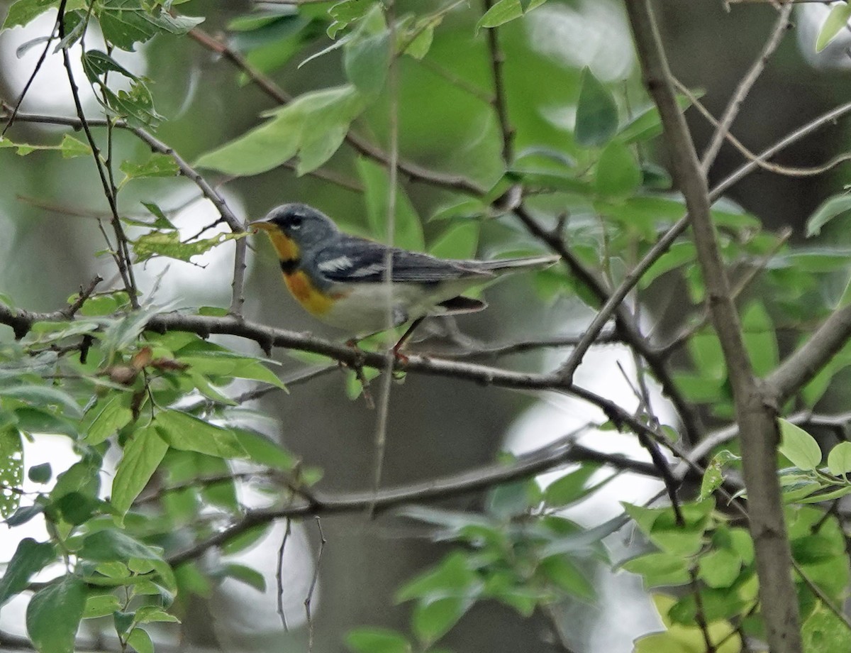 Northern Parula - ML638545057