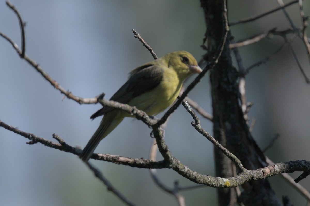 Scarlet Tanager - ML638545063