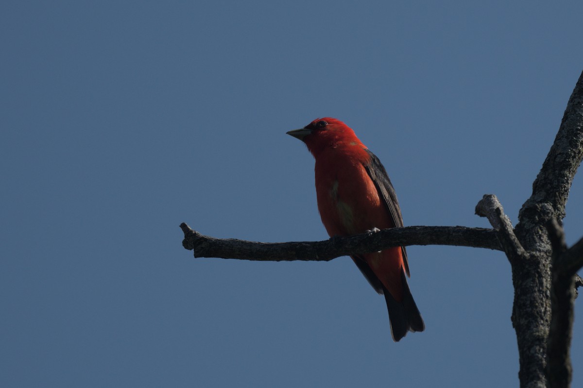 Scarlet Tanager - ML638545064