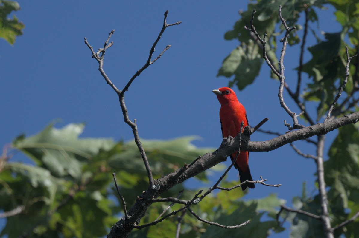 Scarlet Tanager - ML638545065