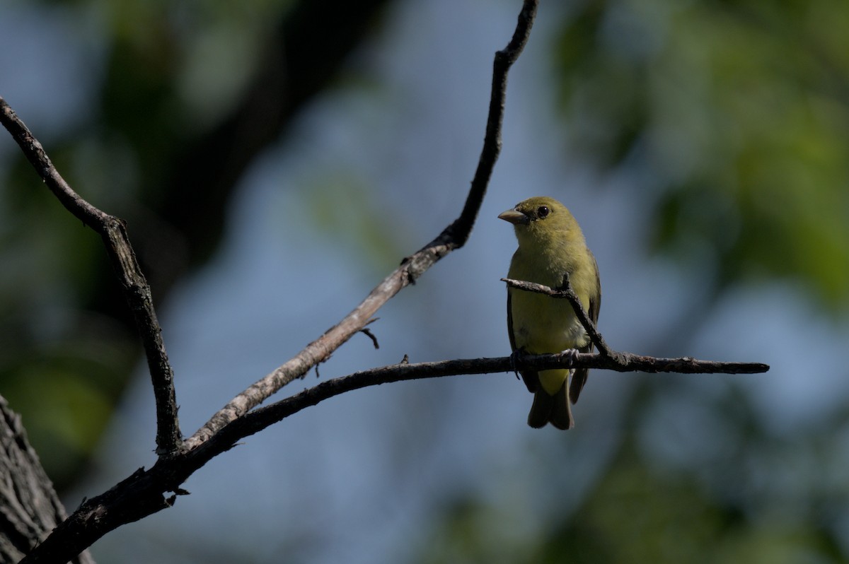 Scarlet Tanager - ML638545066