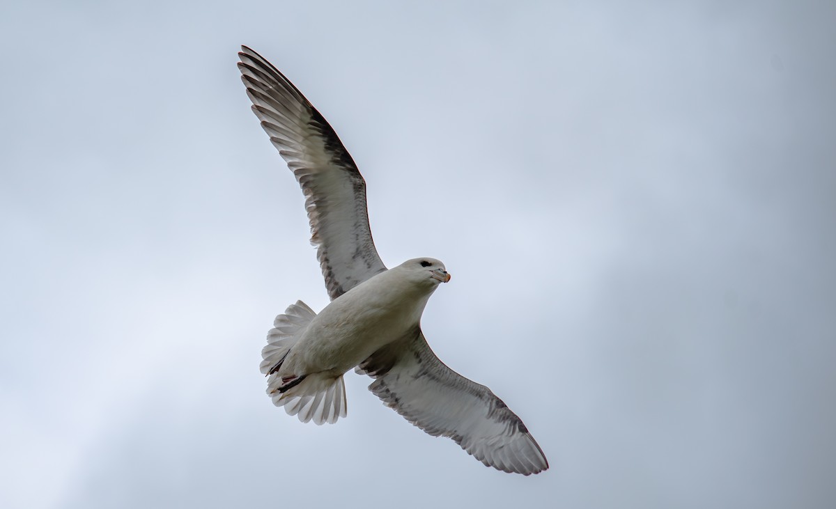 Northern Fulmar - ML638545068