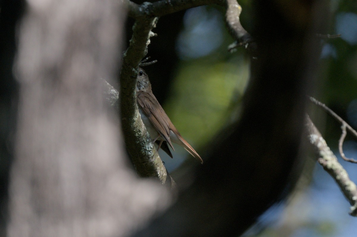 Hermit Thrush - ML638545074