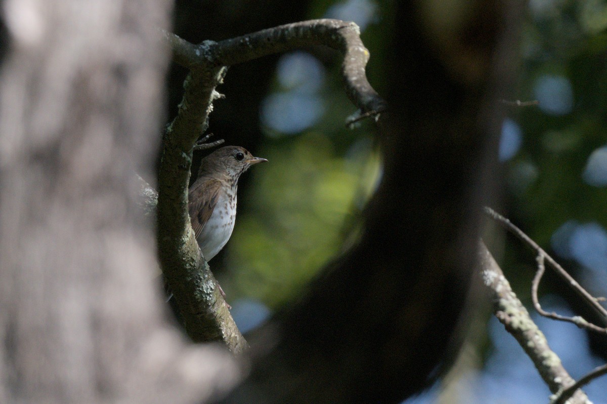 Hermit Thrush - ML638545075