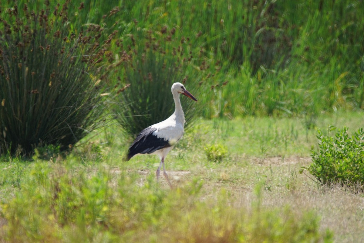 White Stork - ML638545079