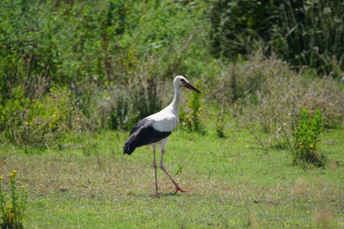 White Stork - ML638545080