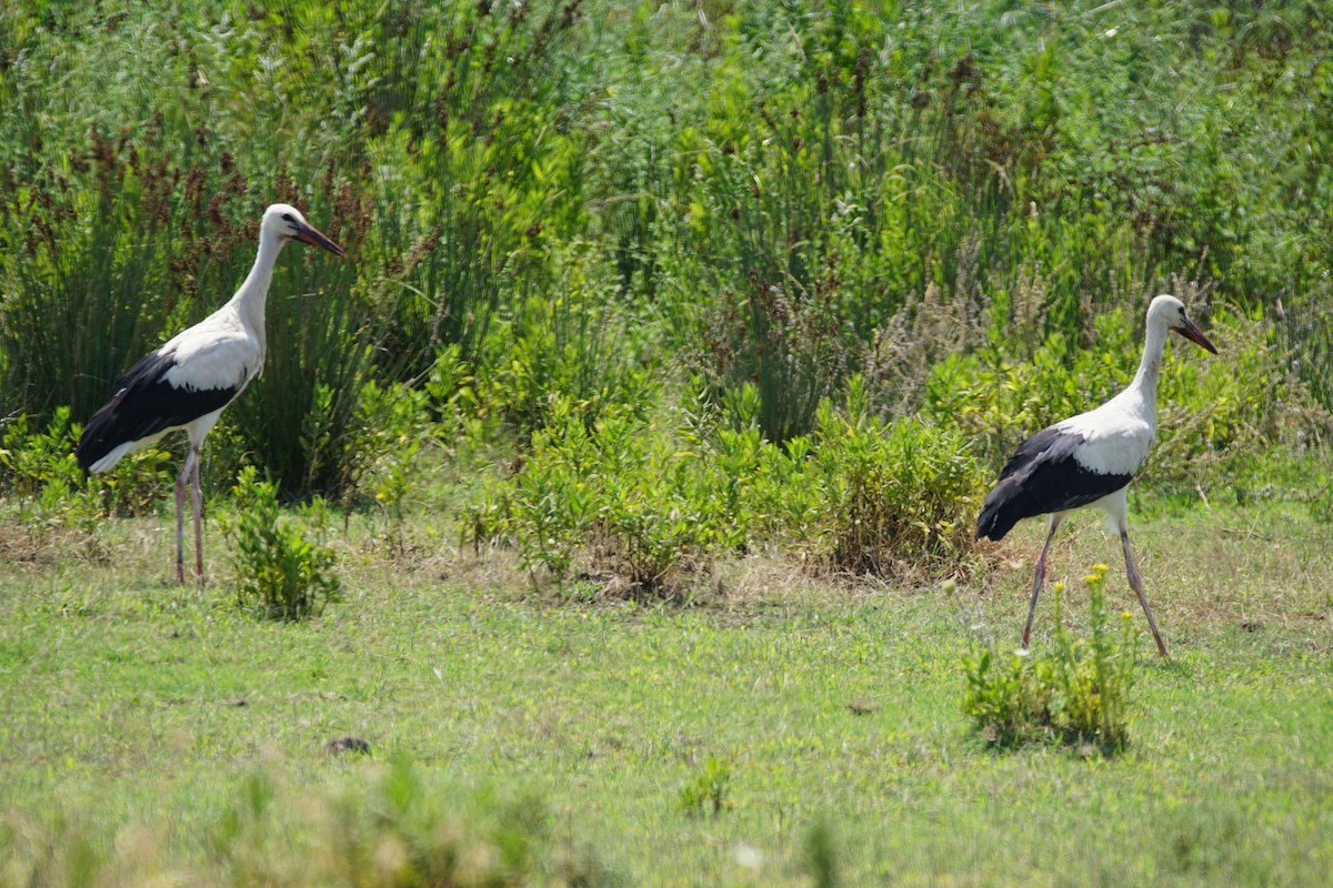 White Stork - ML638545081