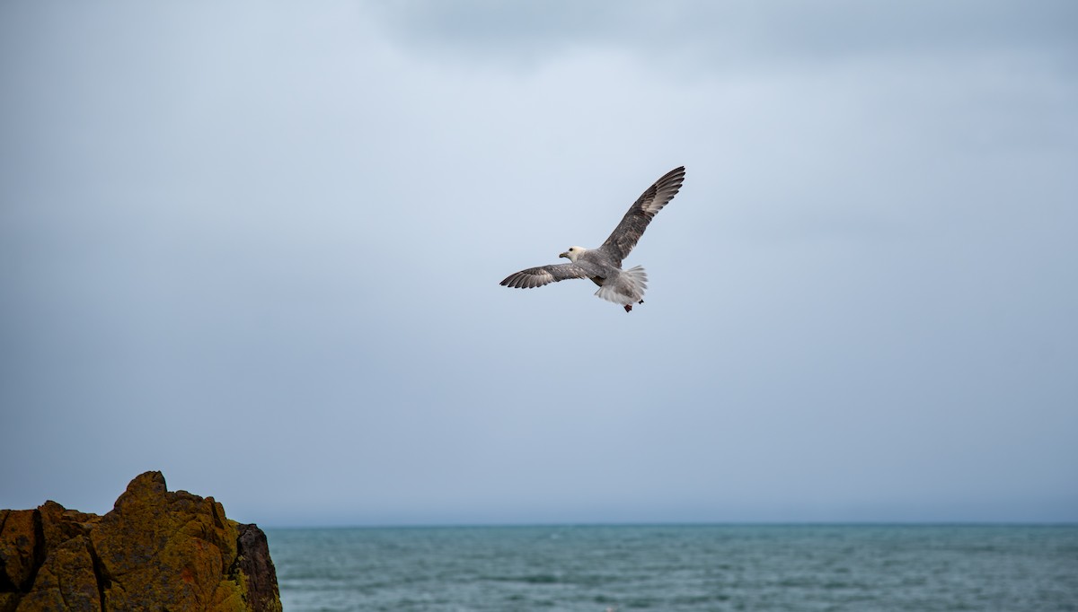 Northern Fulmar - ML638545087