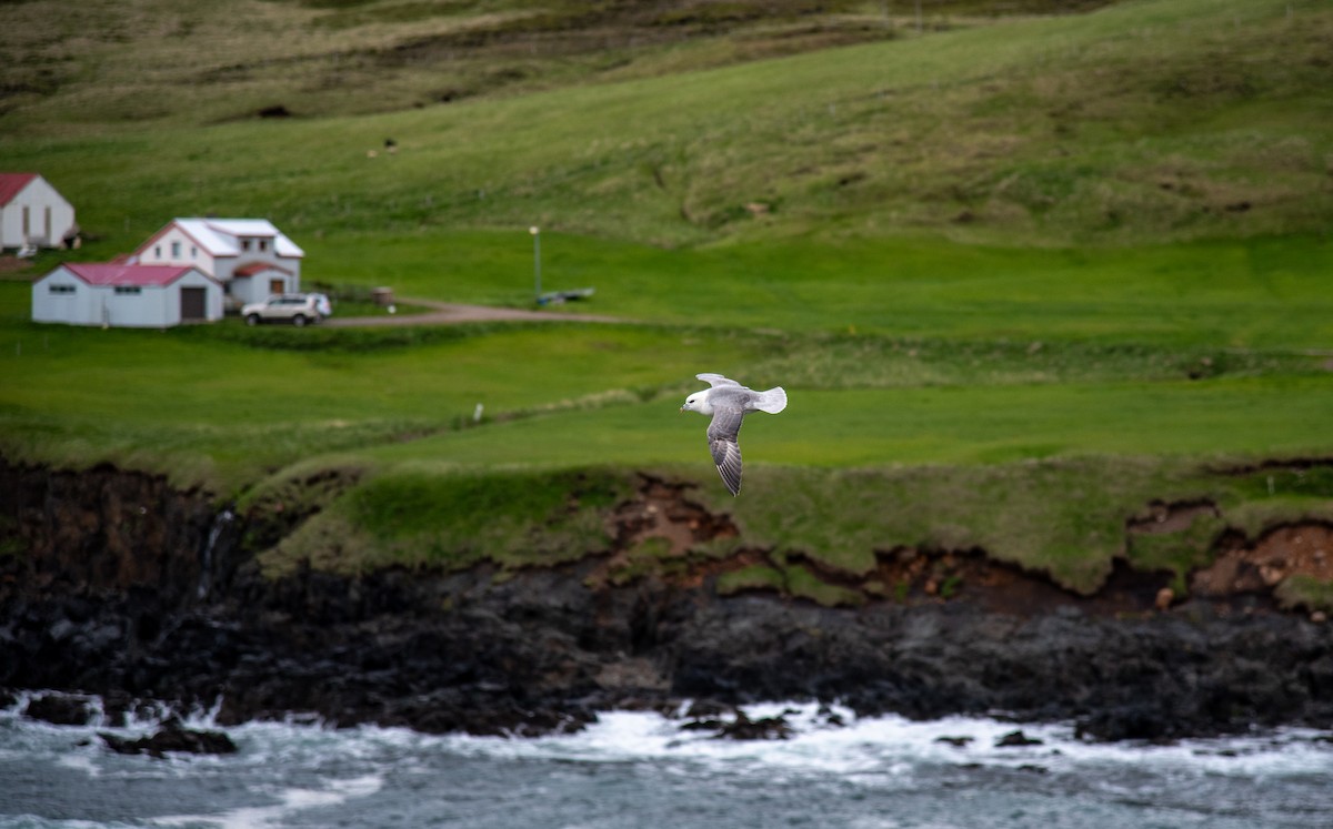 Northern Fulmar - ML638545123