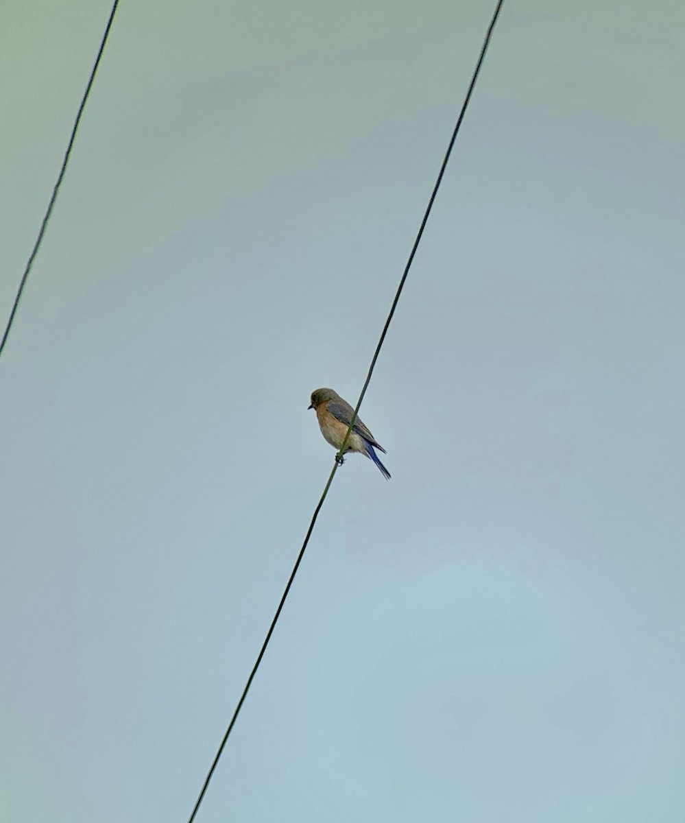 Eastern Bluebird - ML638545147