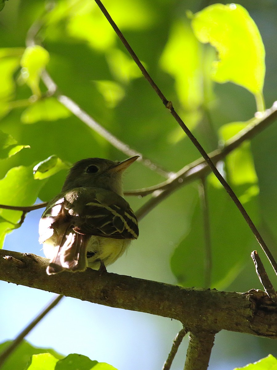 Acadian Flycatcher - ML638545155