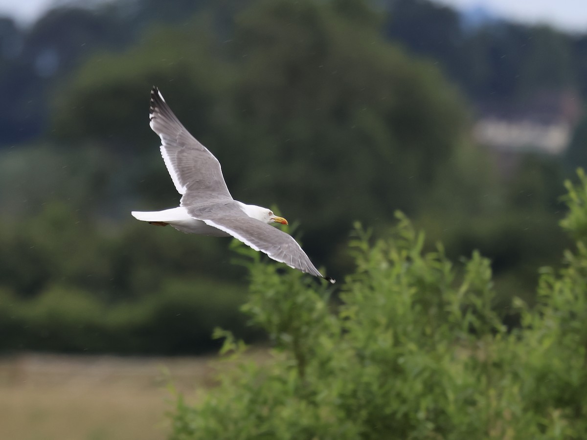 Lesser Black-backed Gull - ML638545162