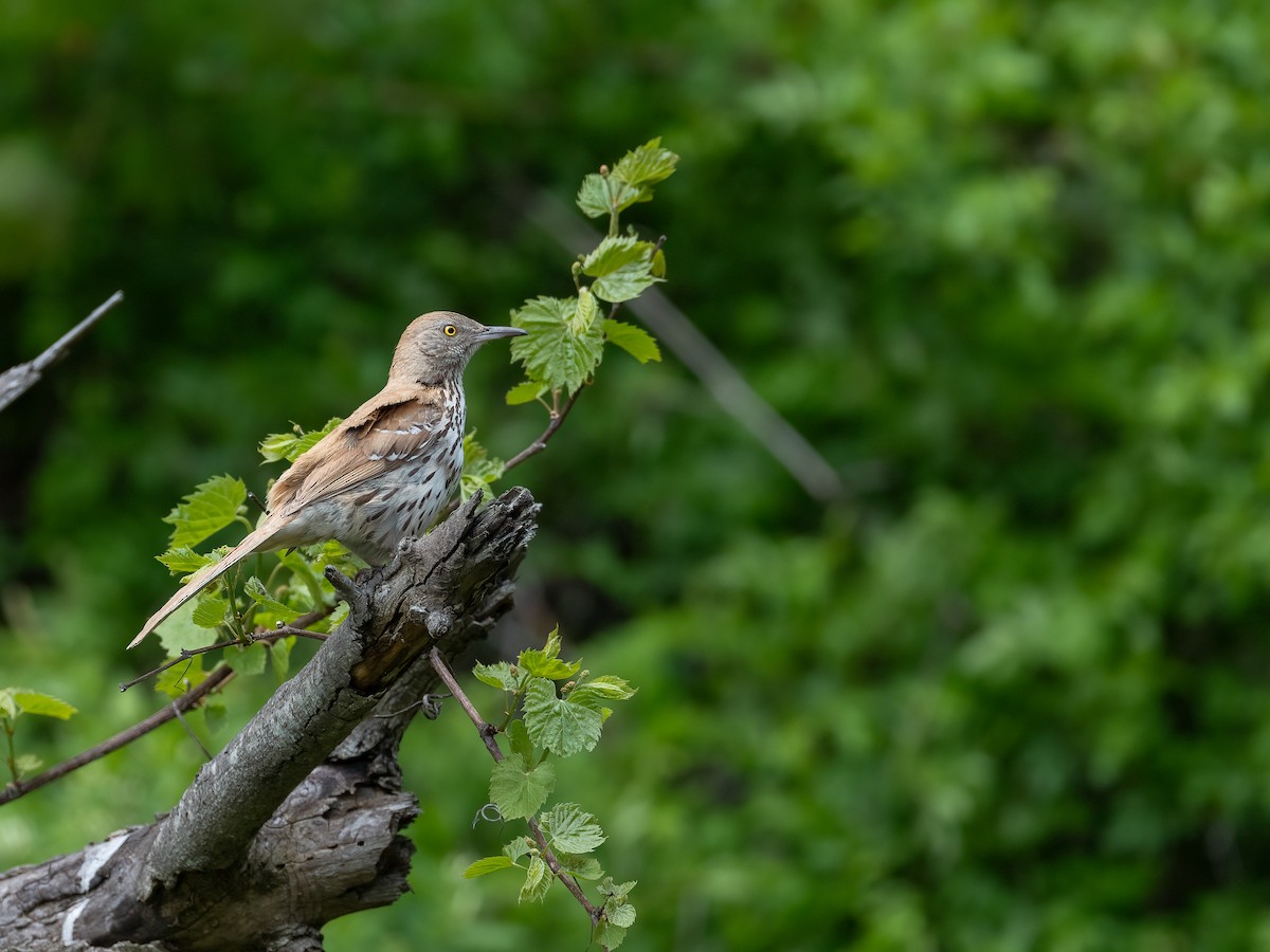 brunspottefugl - ML638545182