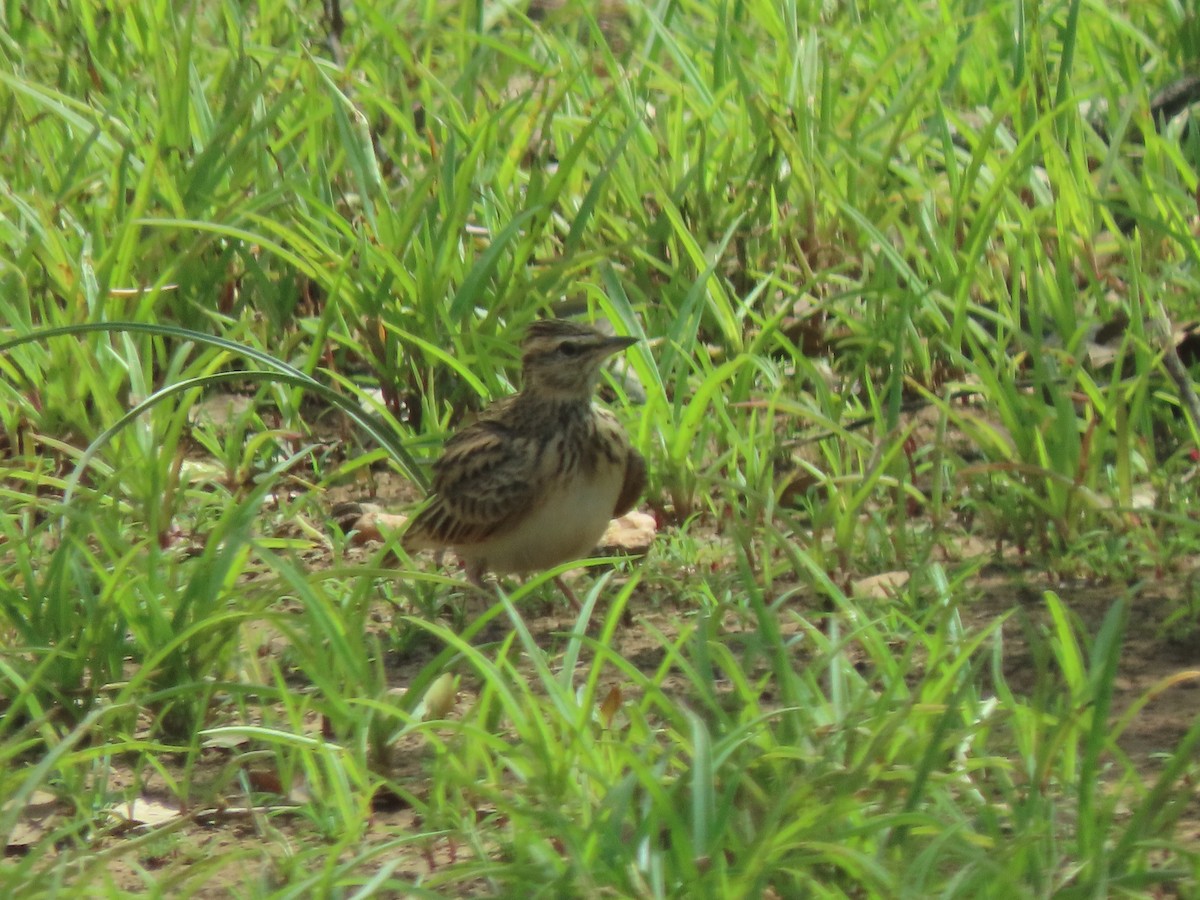 Sun Lark - ML638545208