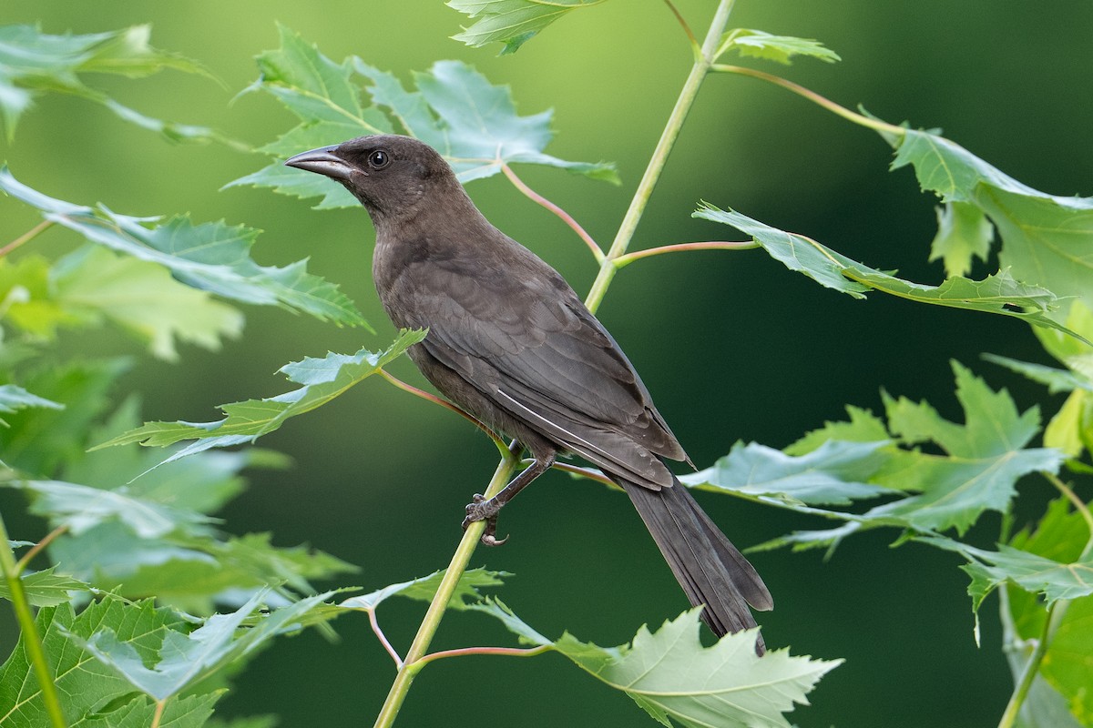 Common Grackle - ML638545214