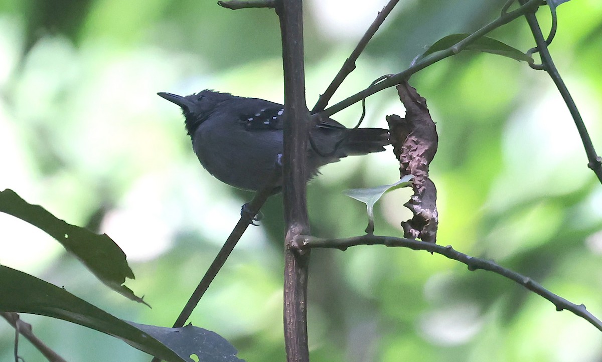 Gray Antwren - ML638545225