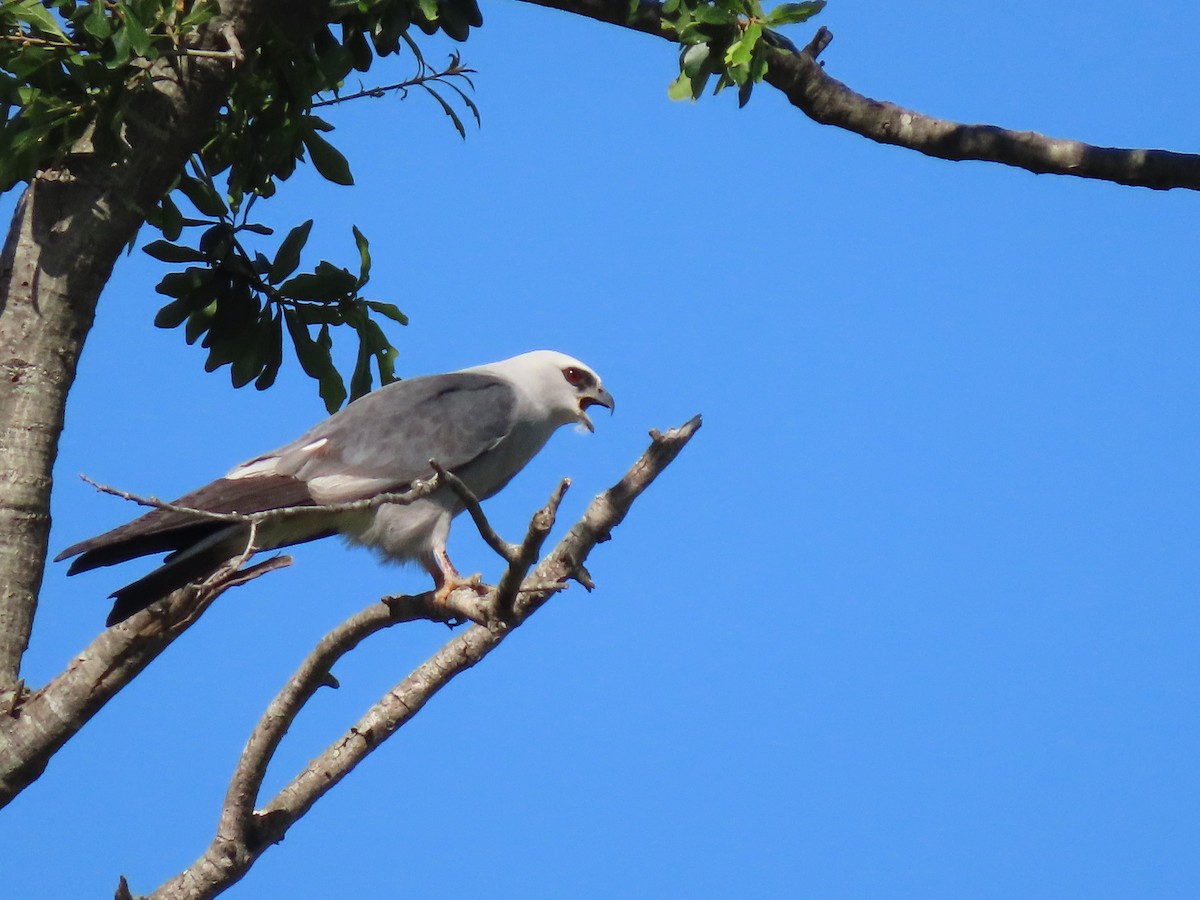 Mississippi Kite - ML638545226
