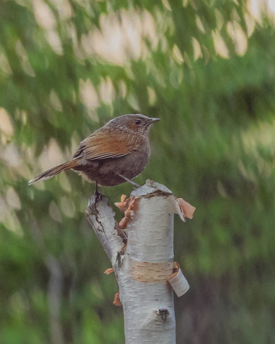 Streaked Laughingthrush - ML638545228