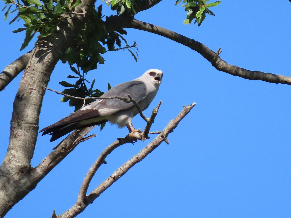 Mississippi Kite - ML638545229