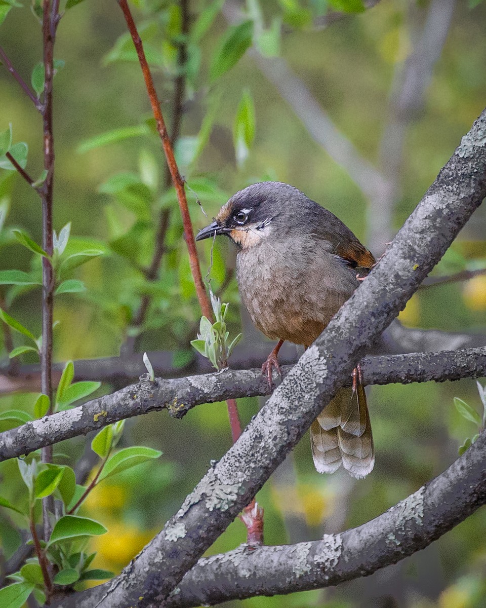 Variegated Laughingthrush - ML638545237