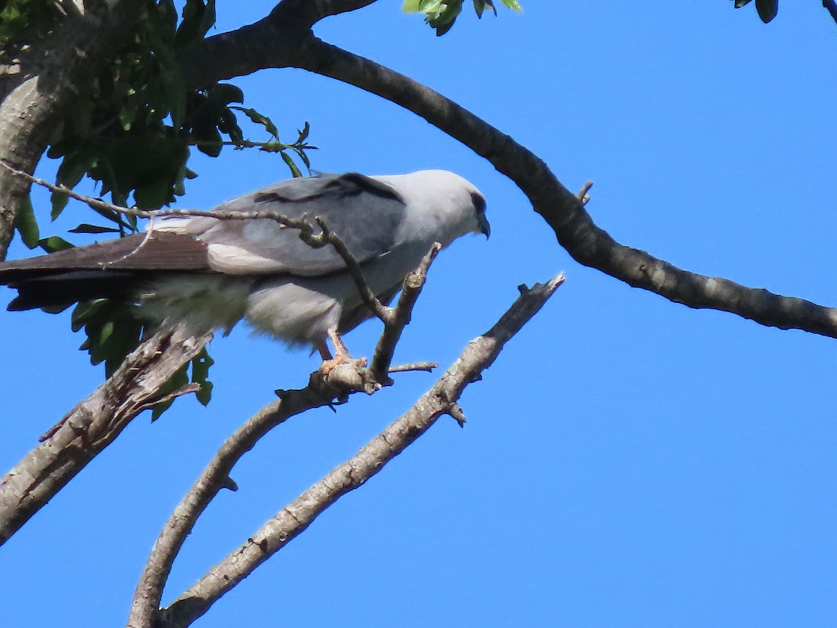 Mississippi Kite - ML638545238