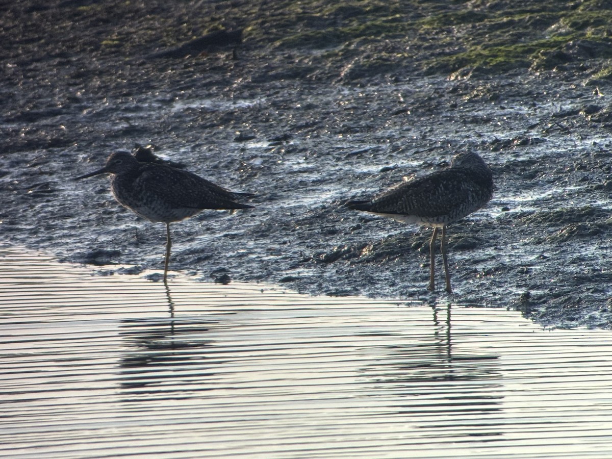 plystresnipe - ML638545247