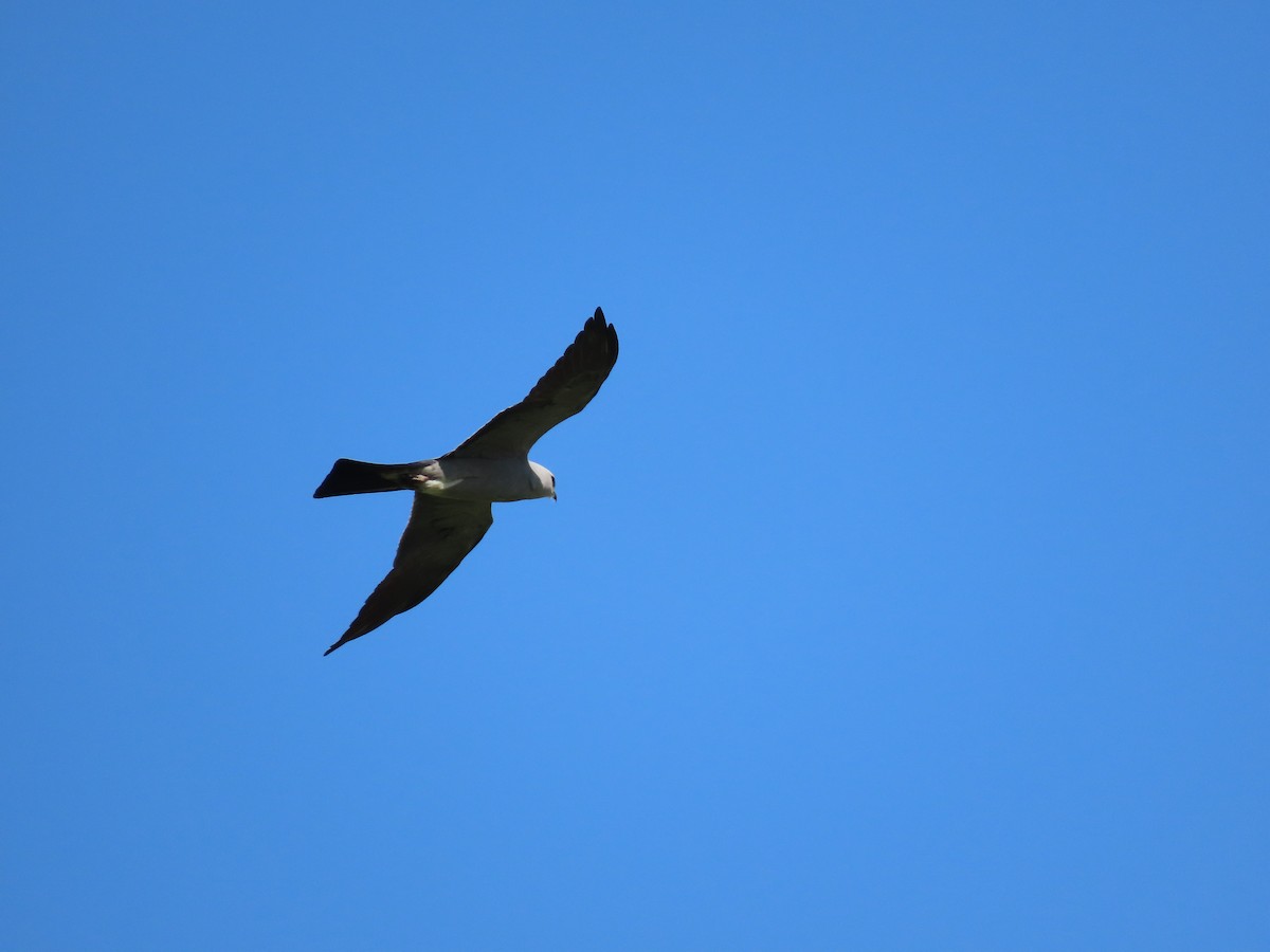 Mississippi Kite - ML638545248