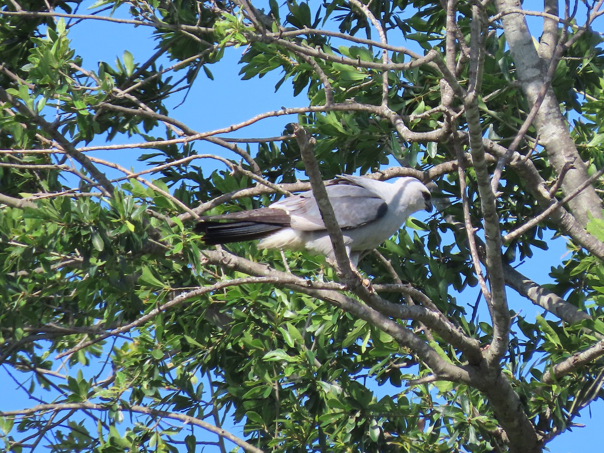 Mississippi Kite - ML638545254