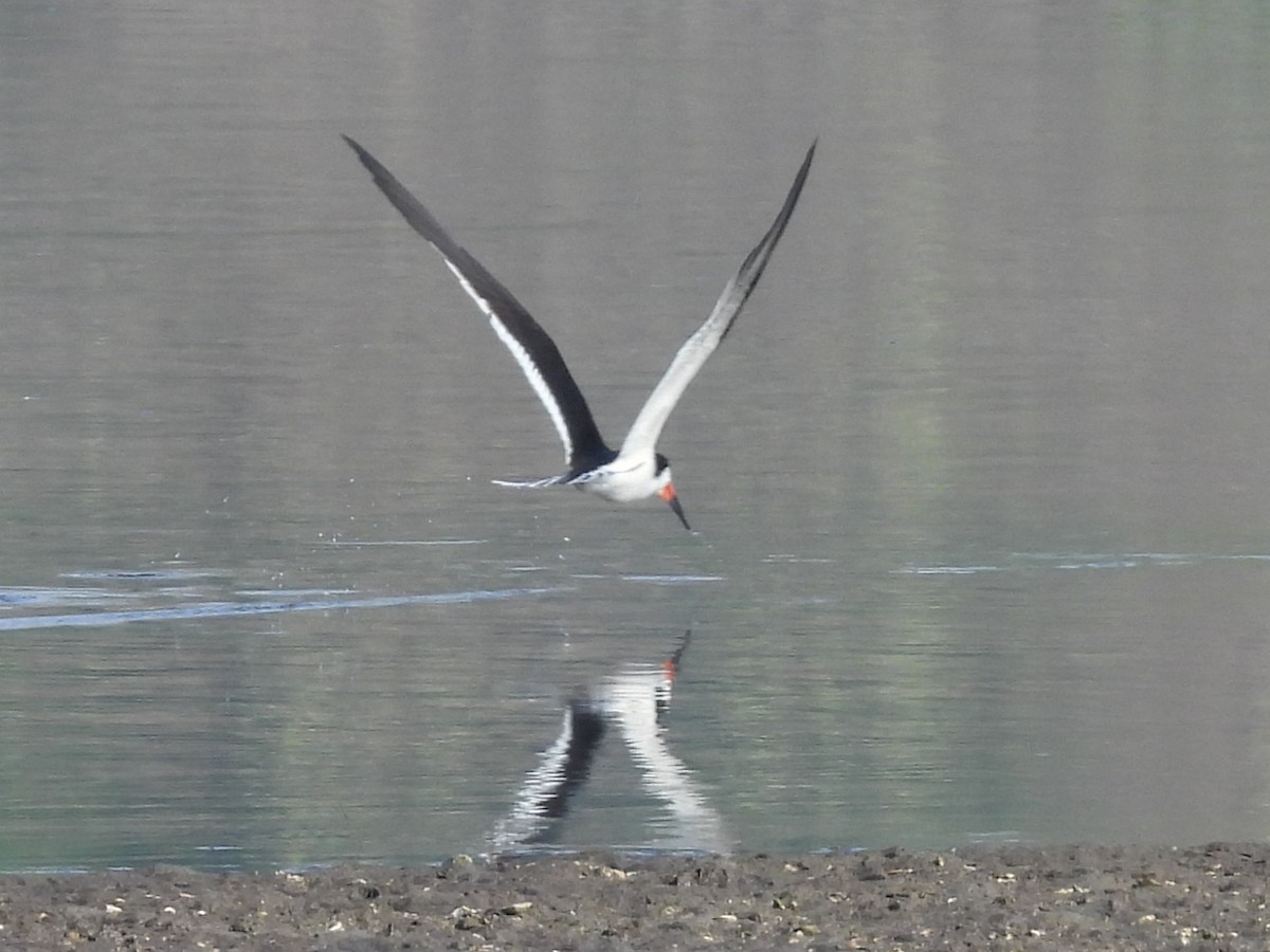 Black Skimmer - ML638545271