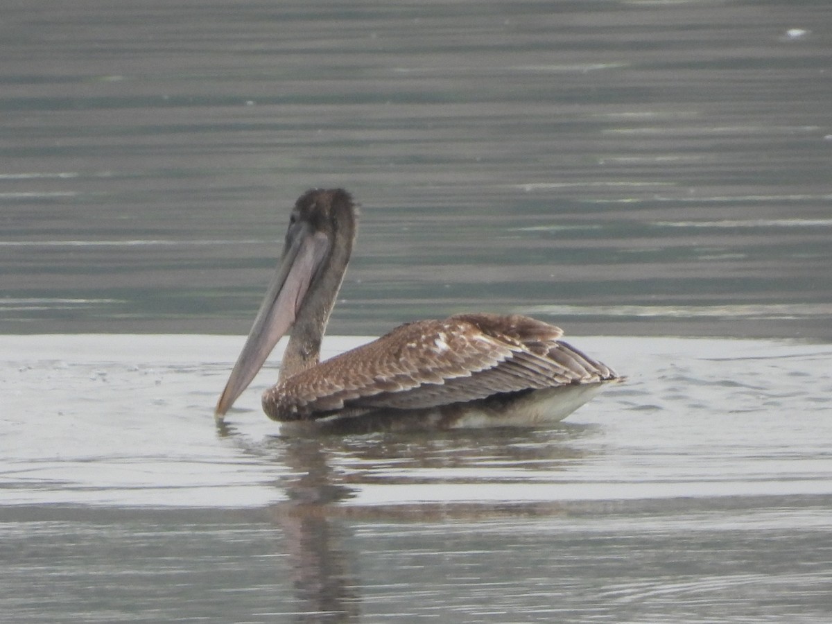 Brown Pelican - ML638545275