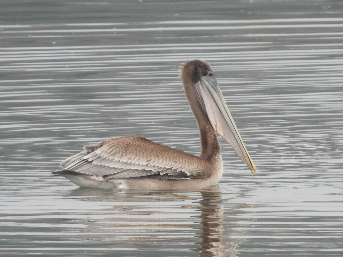 Brown Pelican - ML638545279