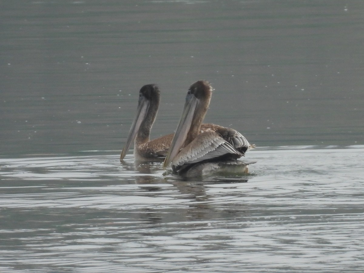 Brown Pelican - ML638545280