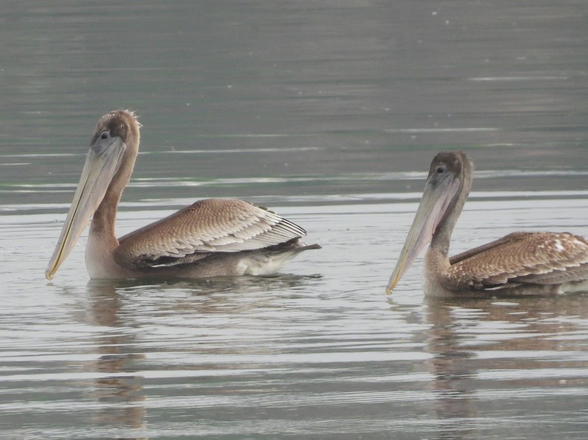 Brown Pelican - ML638545281