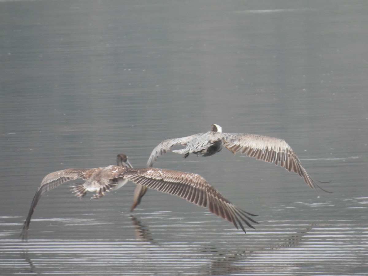 Brown Pelican - ML638545282