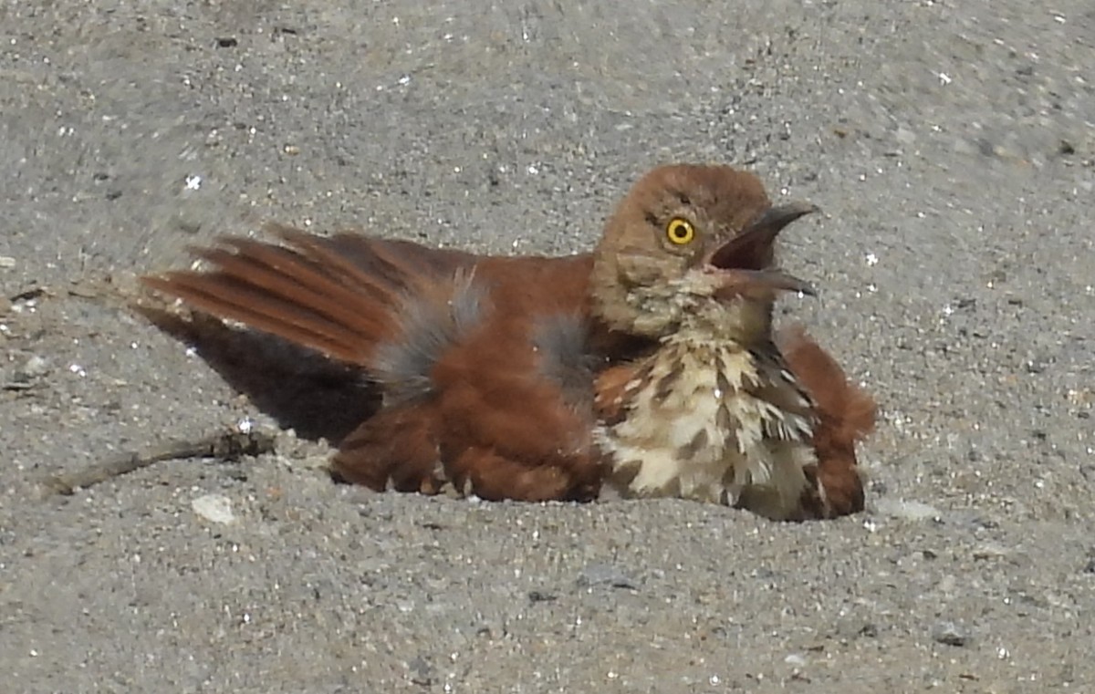 brunspottefugl - ML638545290