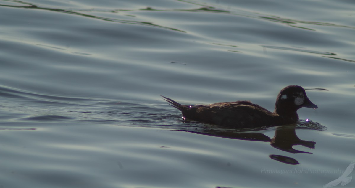 Harlequin Duck - ML638545311