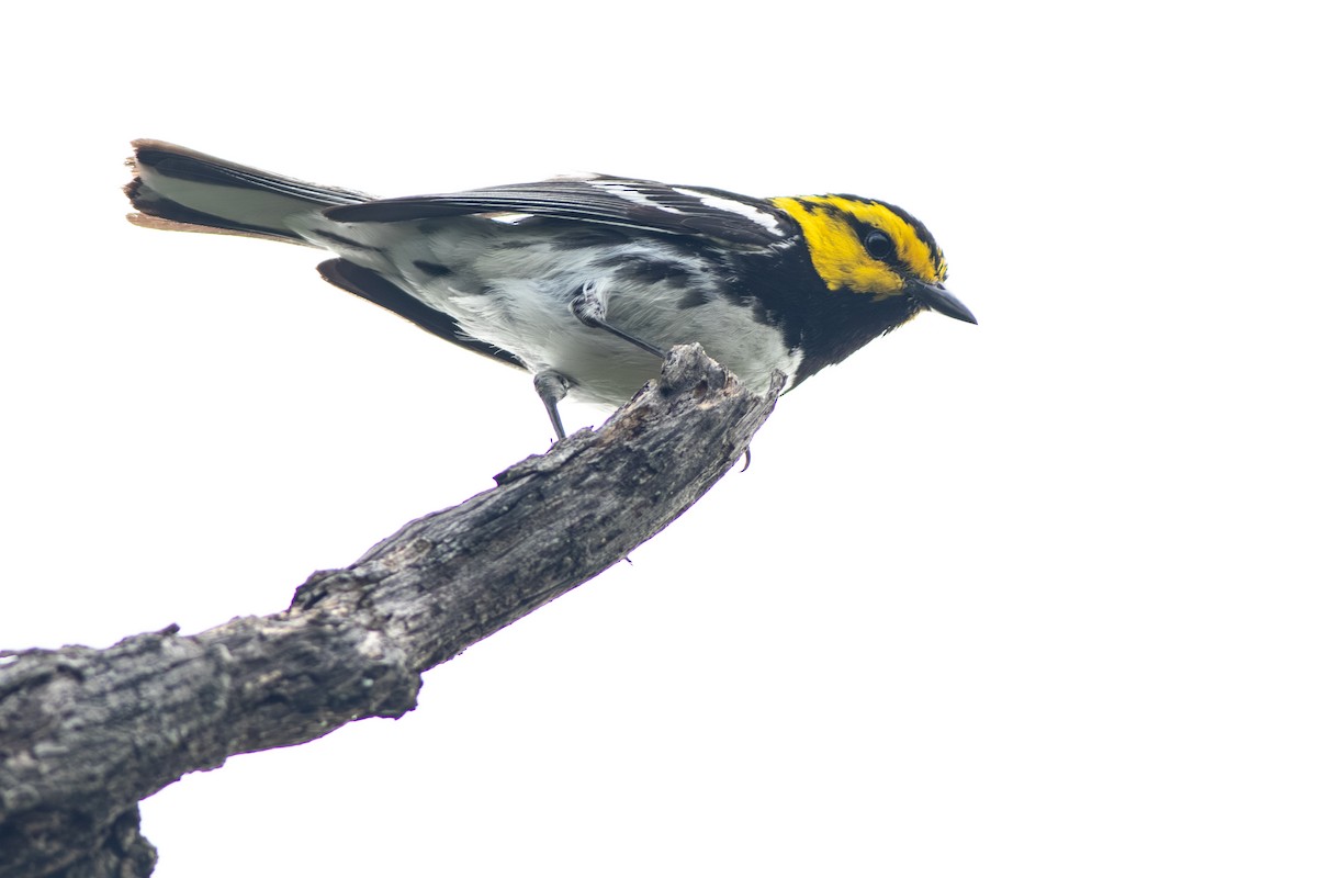 Golden-cheeked Warbler - ML638545315