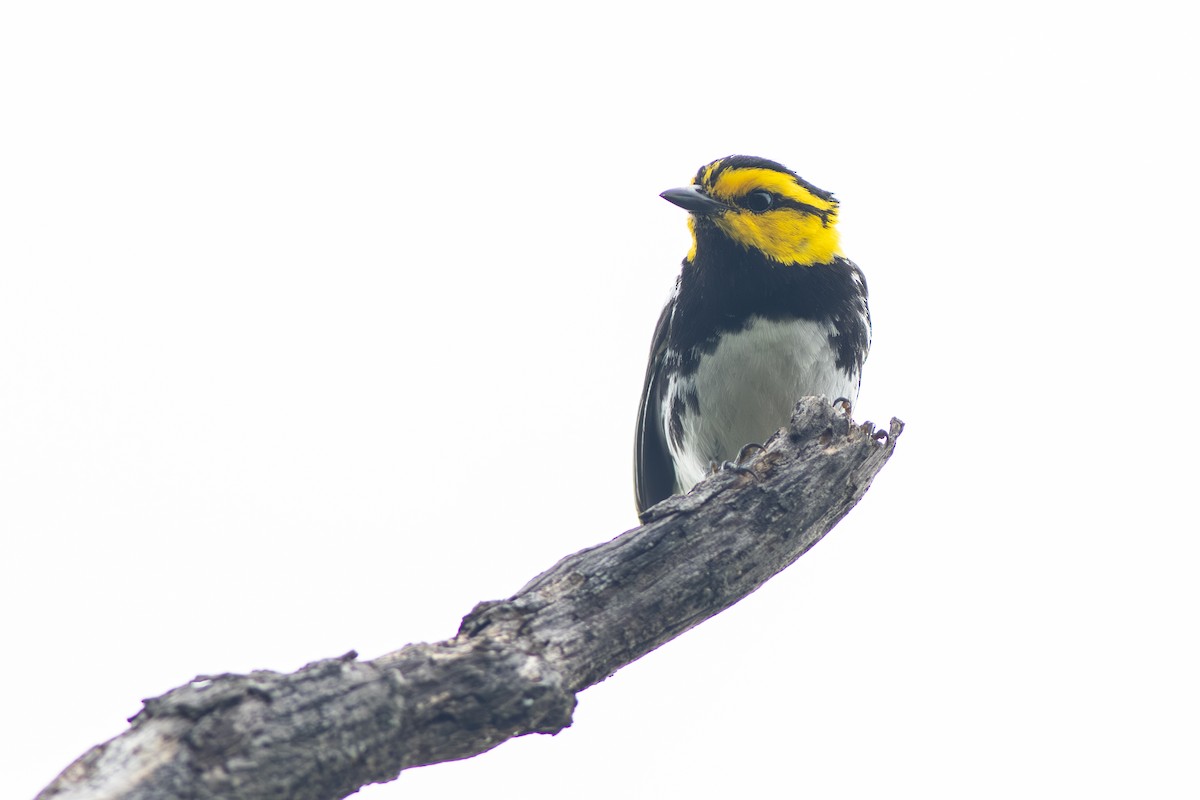 Golden-cheeked Warbler - ML638545318
