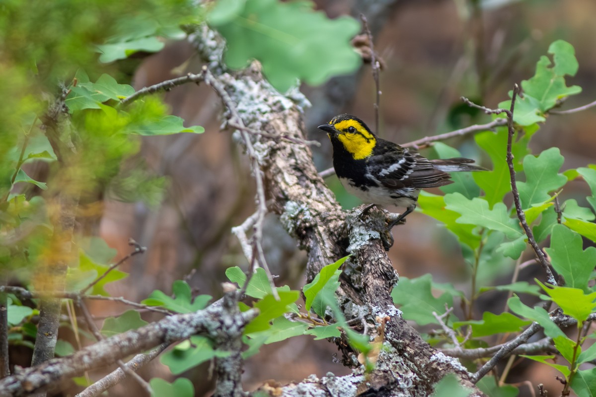 Golden-cheeked Warbler - ML638545332