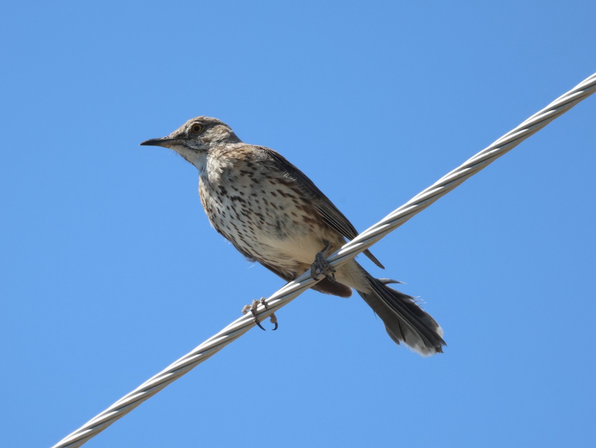 Sage Thrasher - ML638545335