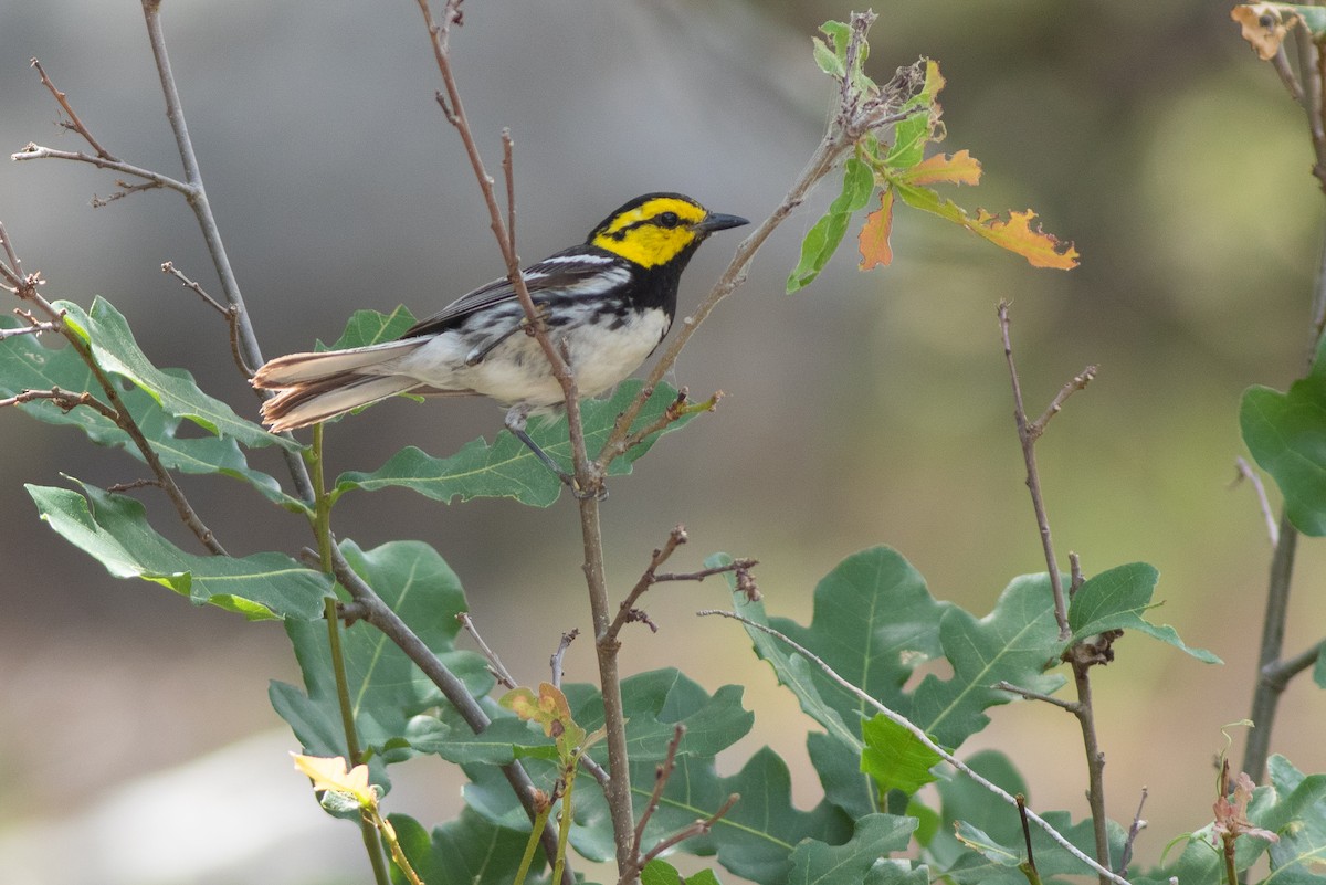 Golden-cheeked Warbler - ML638545336