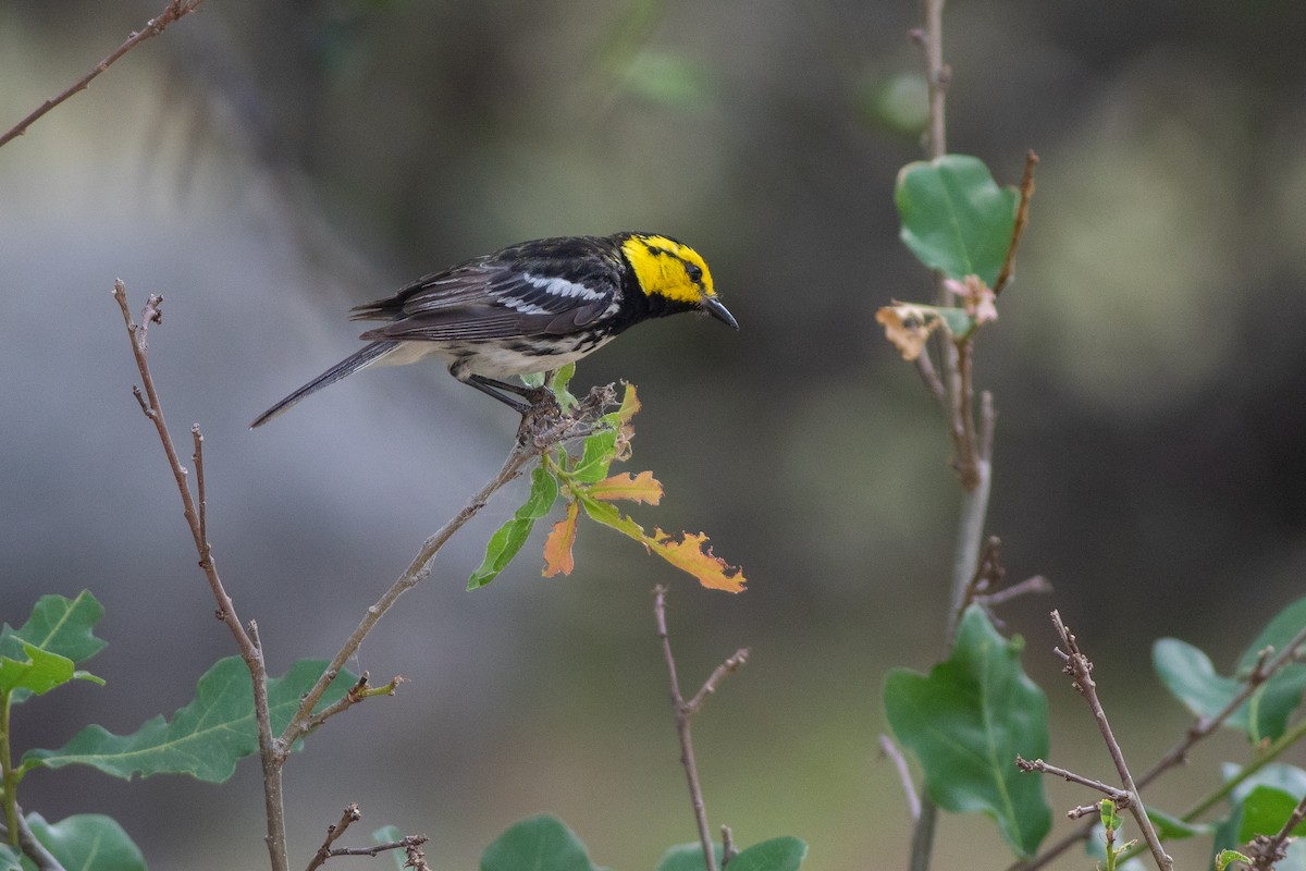 Golden-cheeked Warbler - ML638545338