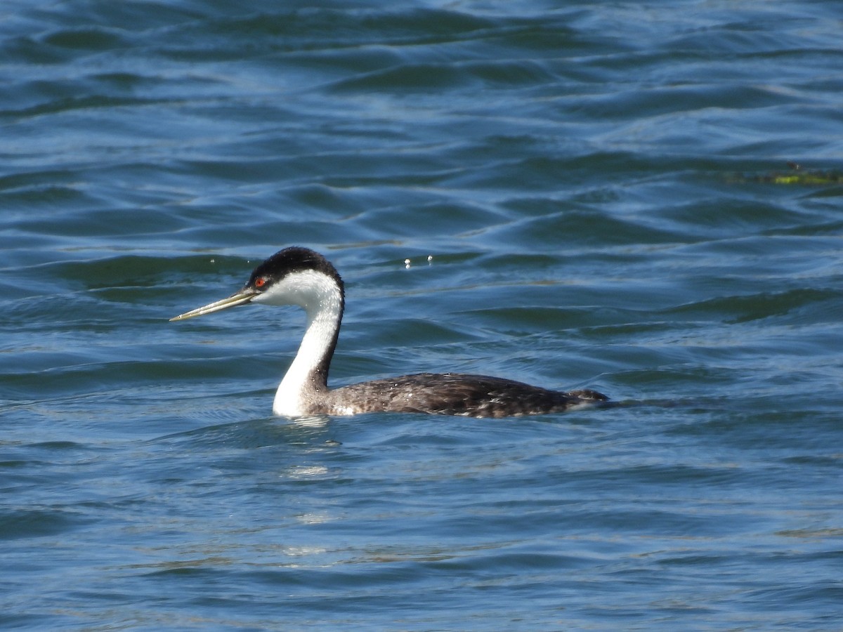 Western Grebe - ML638545371