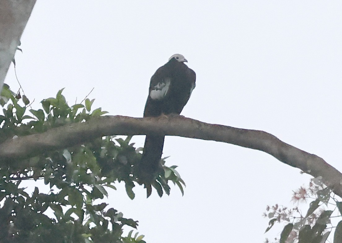 Blue-throated Piping-Guan - ML638545380