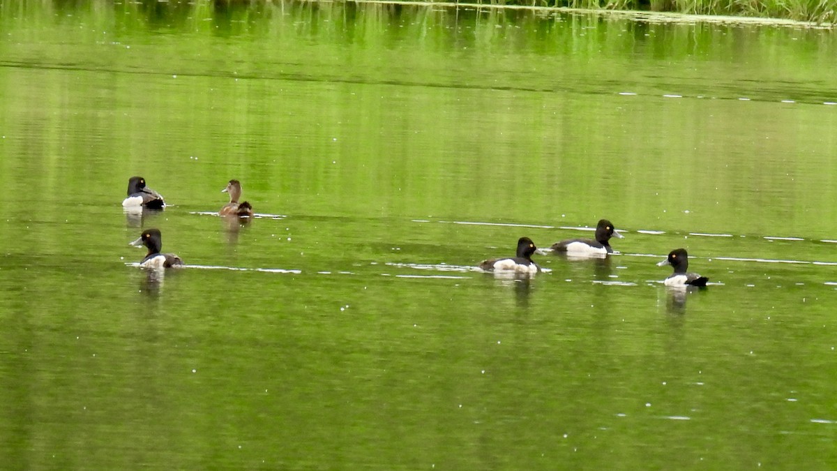Ring-necked Duck - ML638545382