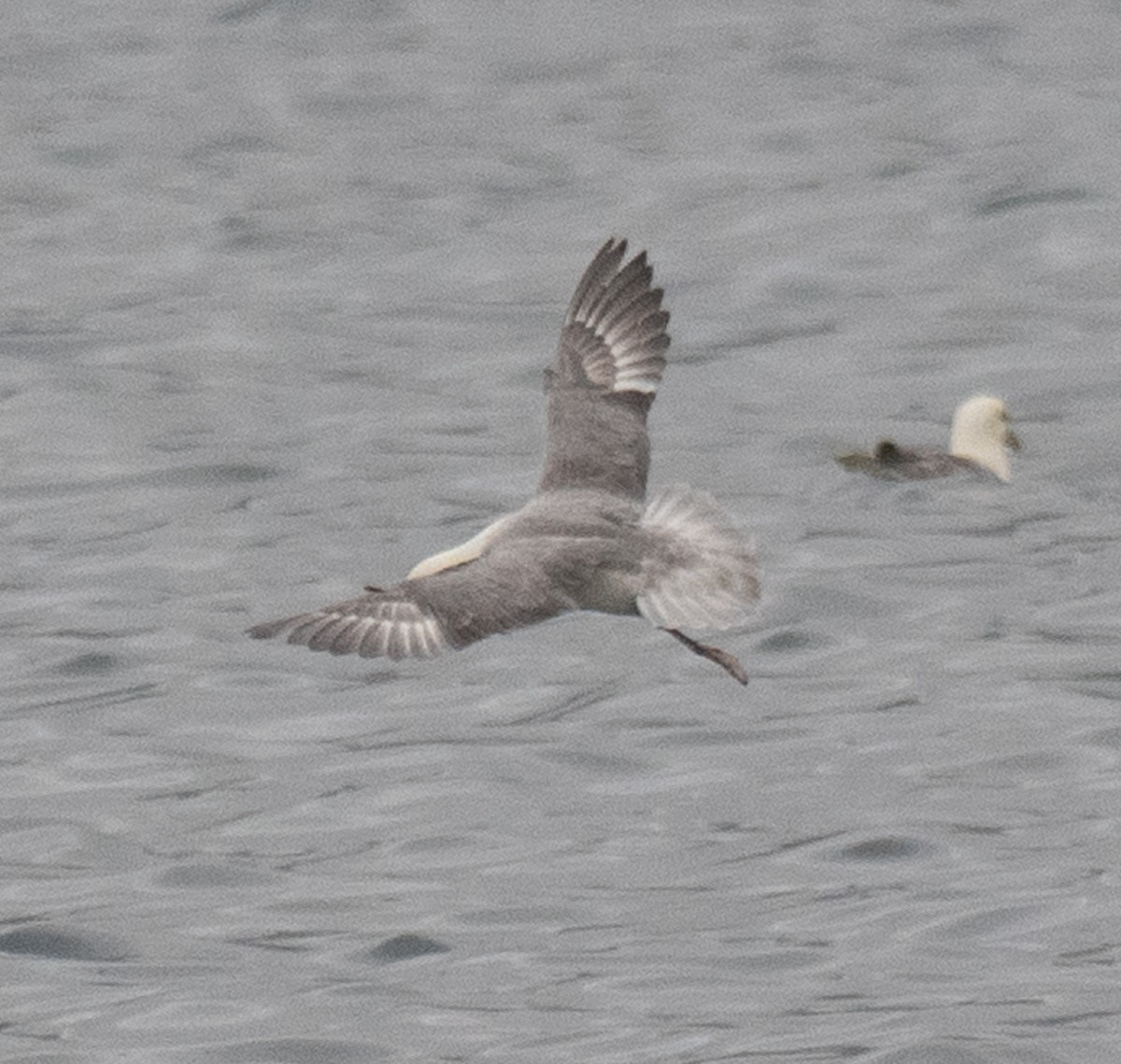 Northern Fulmar - ML638545395