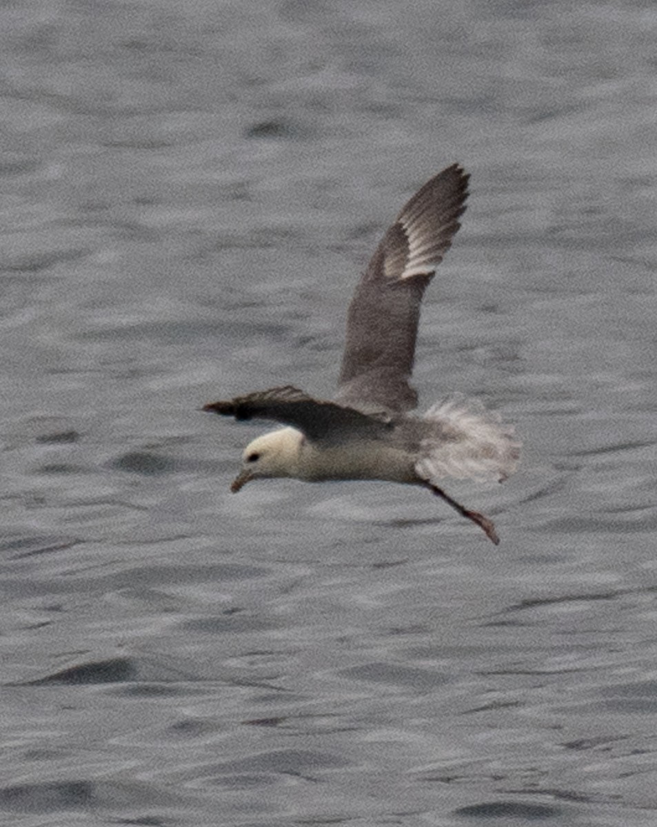 Northern Fulmar - ML638545416