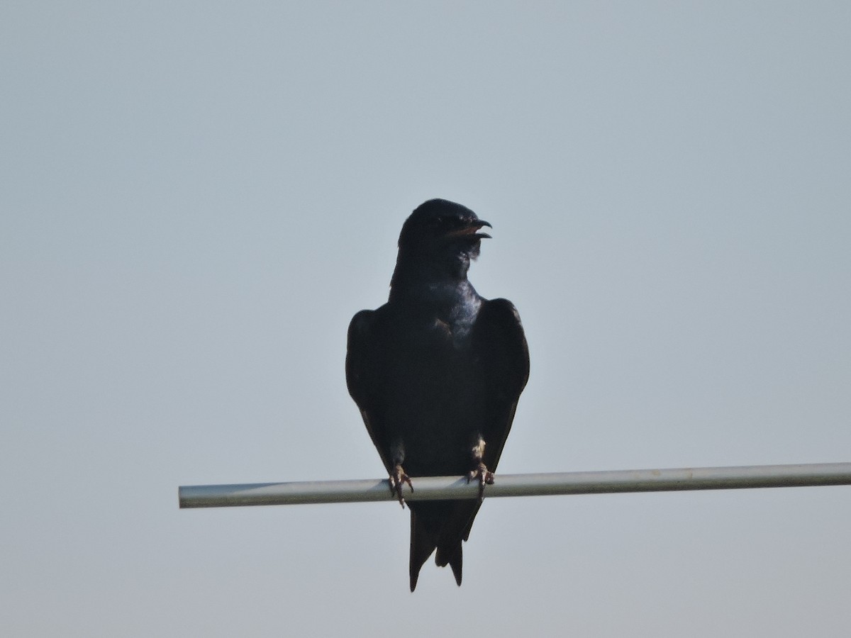 Purple Martin - ML638545437