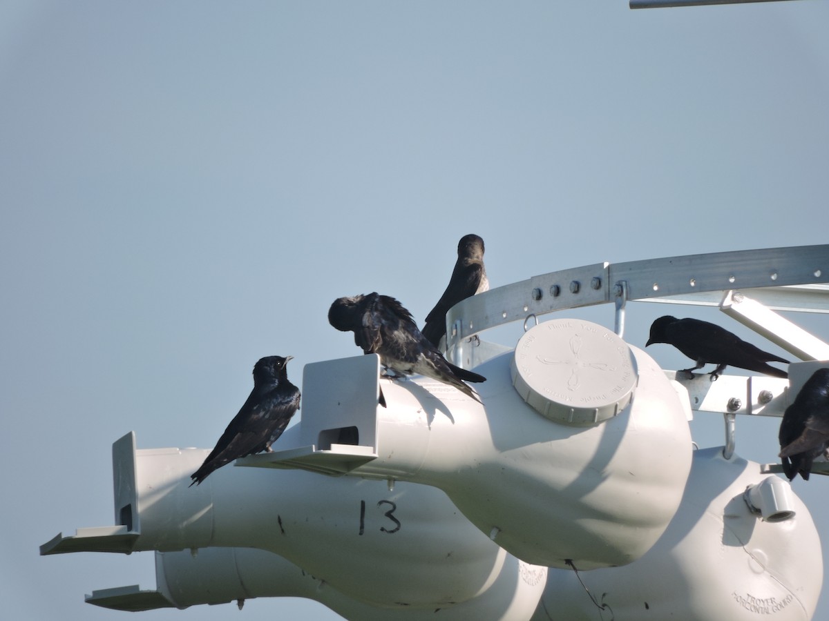 Purple Martin - ML638545438